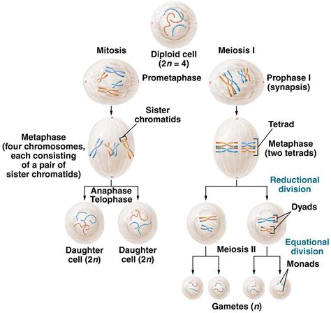 meiosis i vs meiosis ii|Meiosis I vs. Meiosis II .